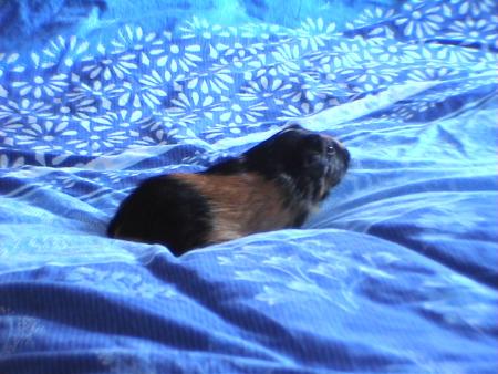 Mon poupoune